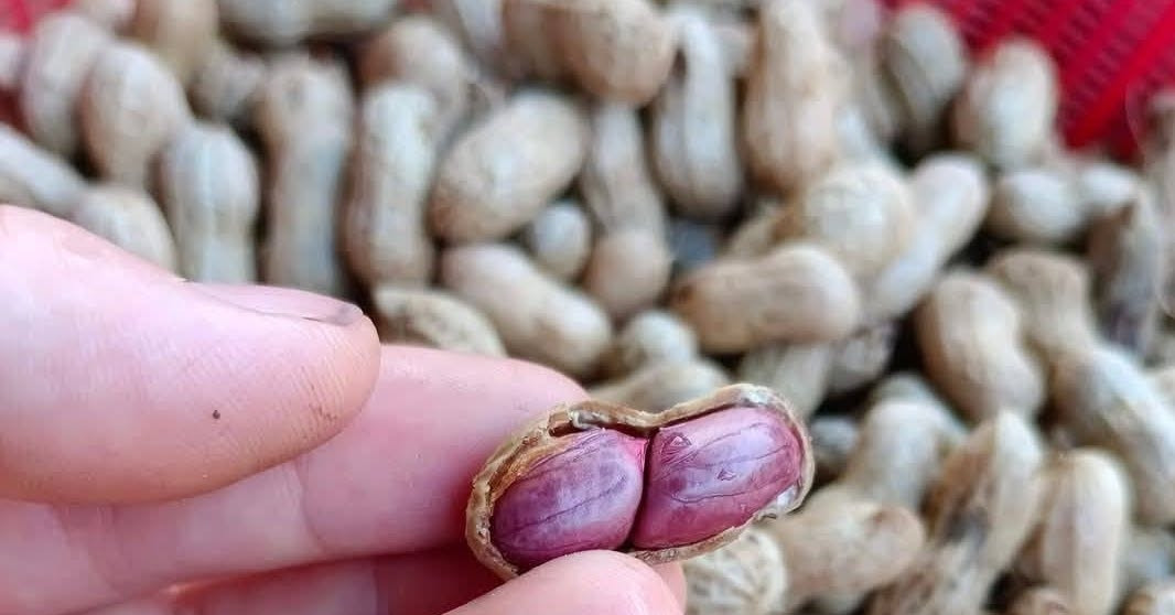 Loại hạt được ca ngợi ‘vua dinh dưỡng’ nhưng 2 nhóm người nên tránh xa