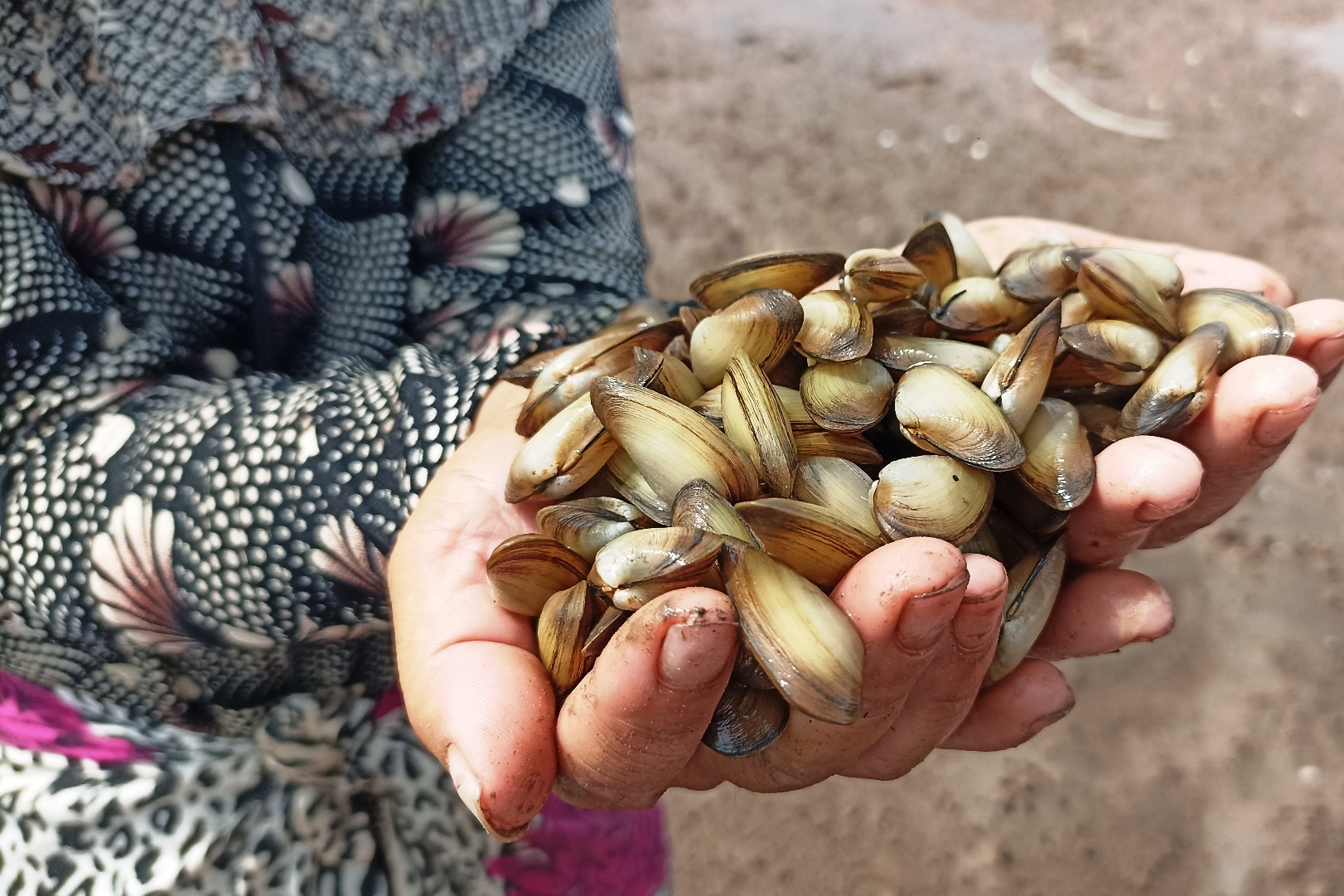 Luyện mắt tinh, tay nhanh, người dân Ninh Bình săn 'lộc trời' dưới lớp cát