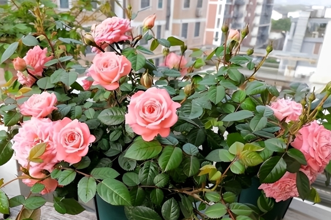Top 5 loài cây được mệnh danh là 'cây hạnh phúc' cho không gian sống