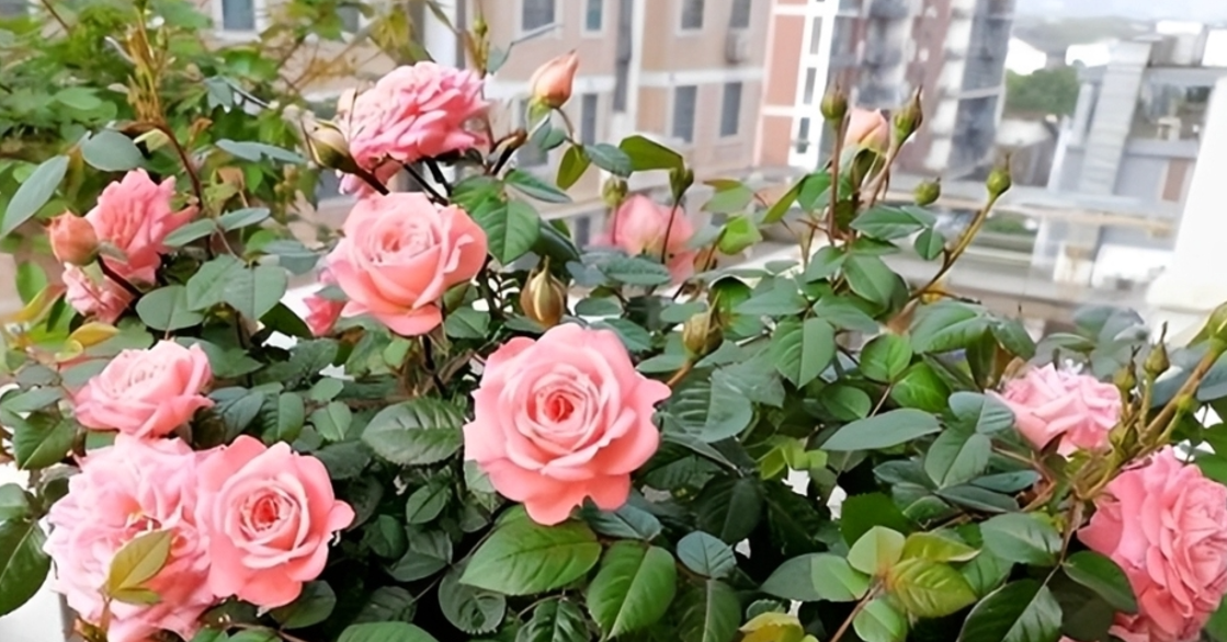 Top 5 loài cây được mệnh danh là "cây hạnh phúc" cho không gian sống