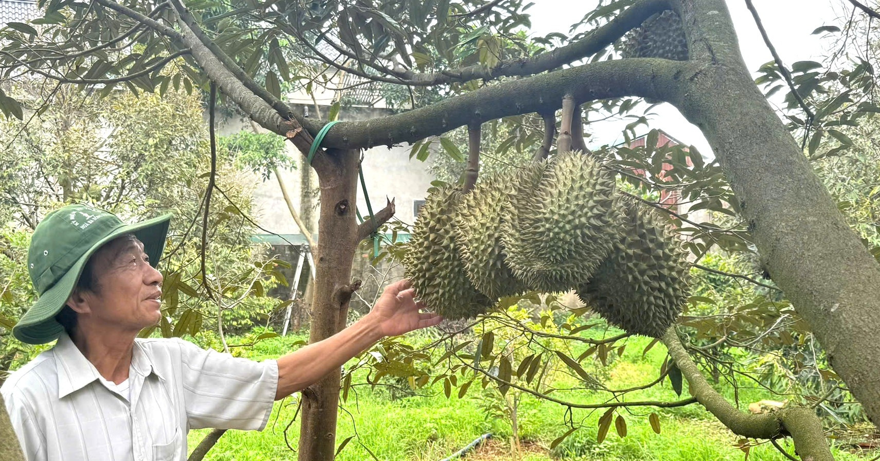 Sầu riêng nhiều vườn ở Đắk Lắk "xấu mã", thương lái đổi cách mua