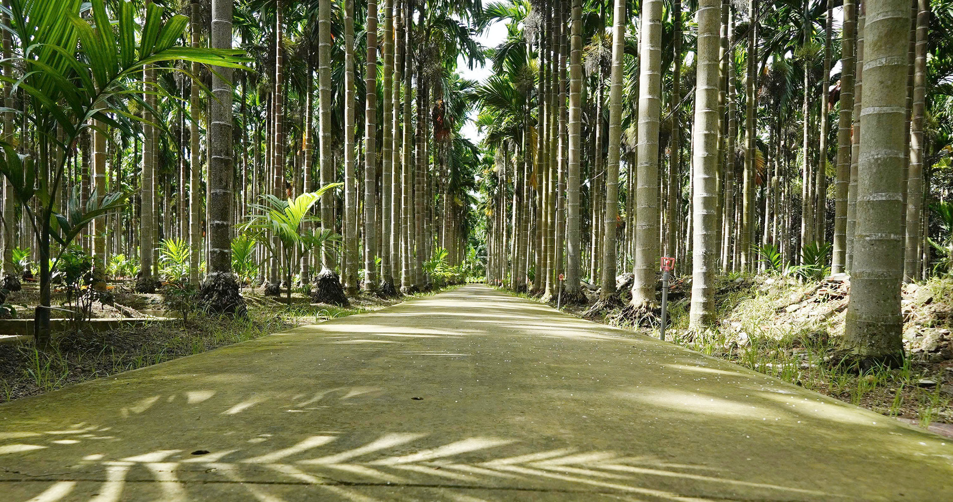 Vườn cau 019.jpg