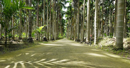 Vườn cau 019.jpg