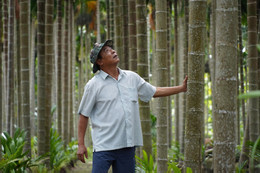 Vườn cau 23.jpg