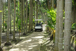 Vườn cau 3.jpg