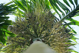 Vườn Cau 543.jpg