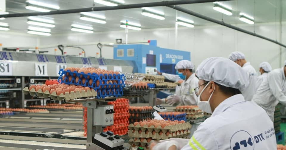 Ngân hàng bán cổ phần DN sở hữu nhà máy trứng gà sạch từng lớn nhất nước