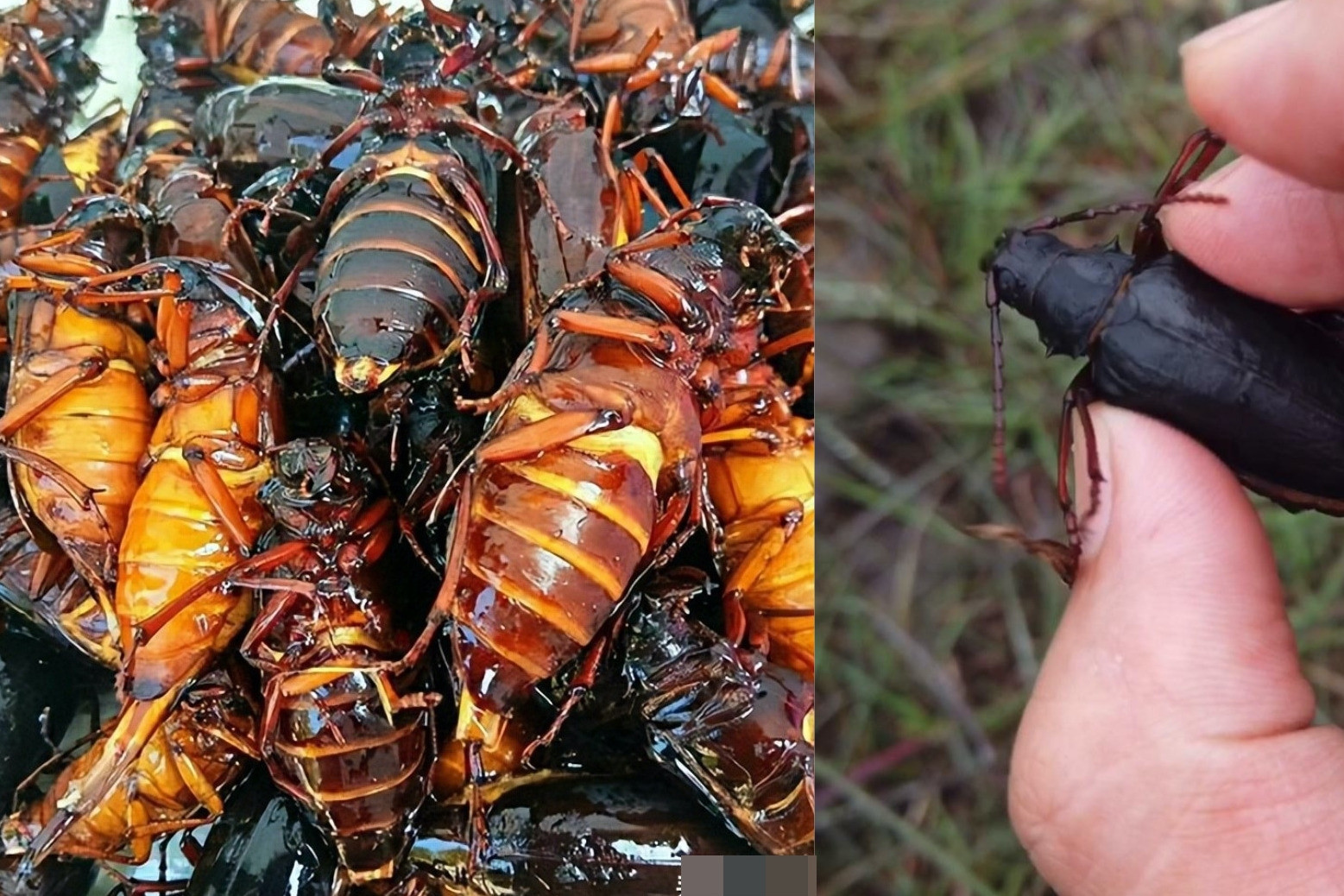 Loài côn trùng đang được săn đón có giá 3,3 triệu đồng/kg, chủ trại thu tiền tỷ