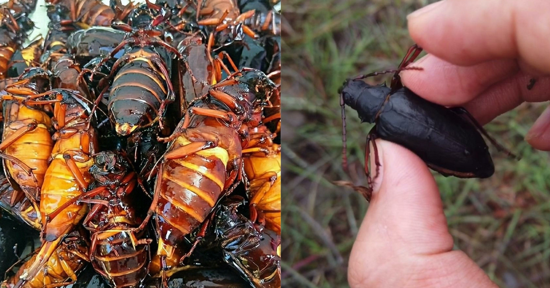 Loài côn trùng đang được săn đón có giá 3,3 triệu đồng/kg, chủ trại thu tiền tỷ