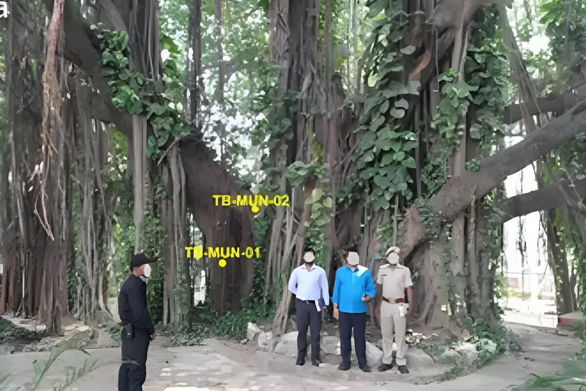 Cây đa gần 700 năm tuổi vẫn xanh tốt, nuôi dưỡng cả một hệ sinh thái
