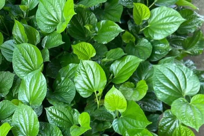 Loại lá gia vị ở xó vườn tốt cho xương khớp