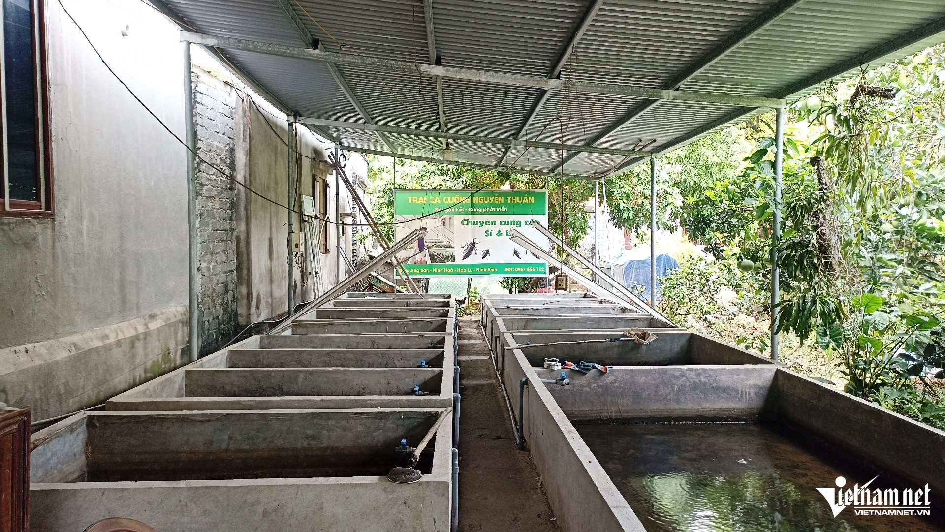 W-Cà cuống 1.jpg