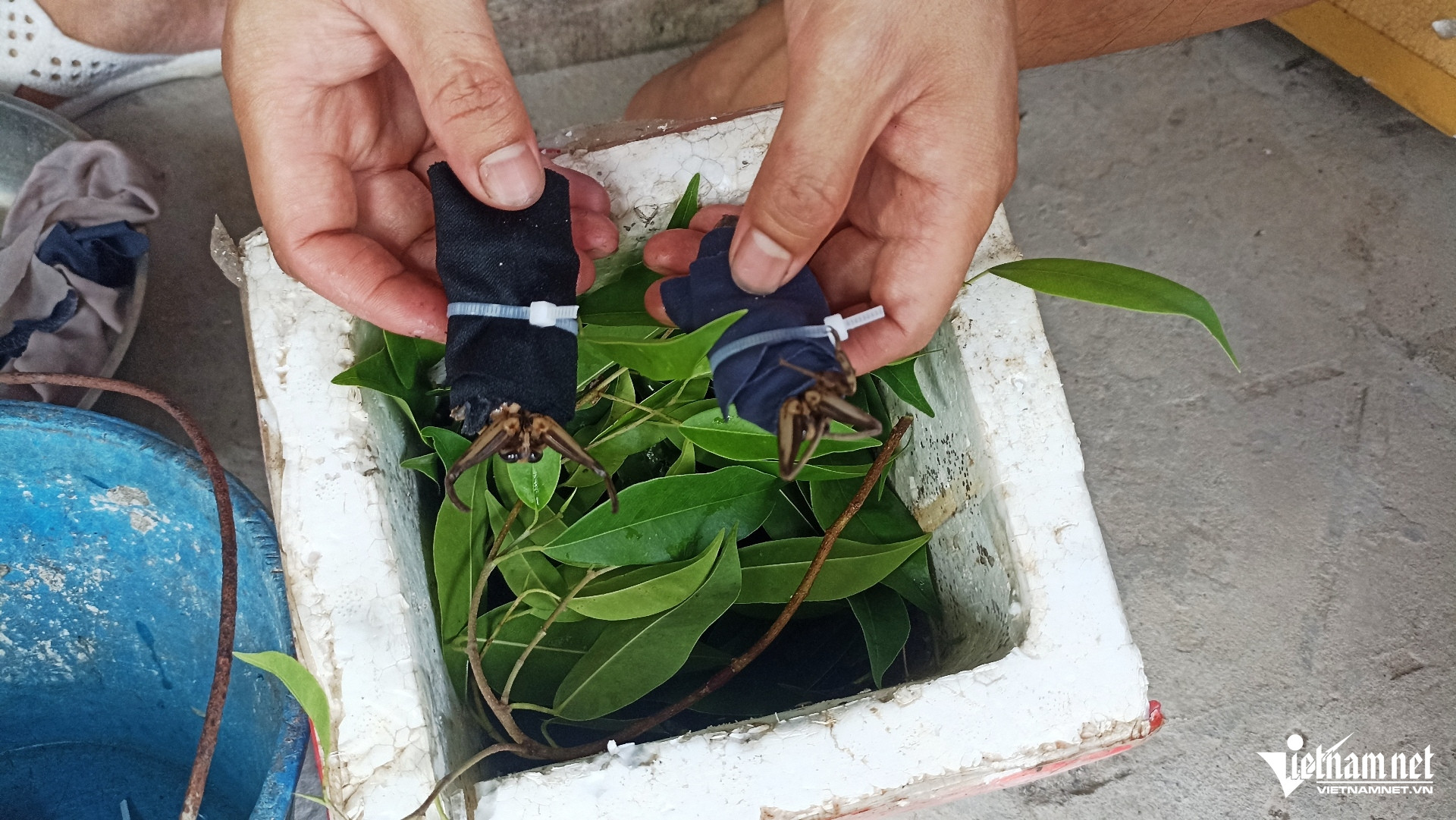 W-Cà cuống 8.jpg