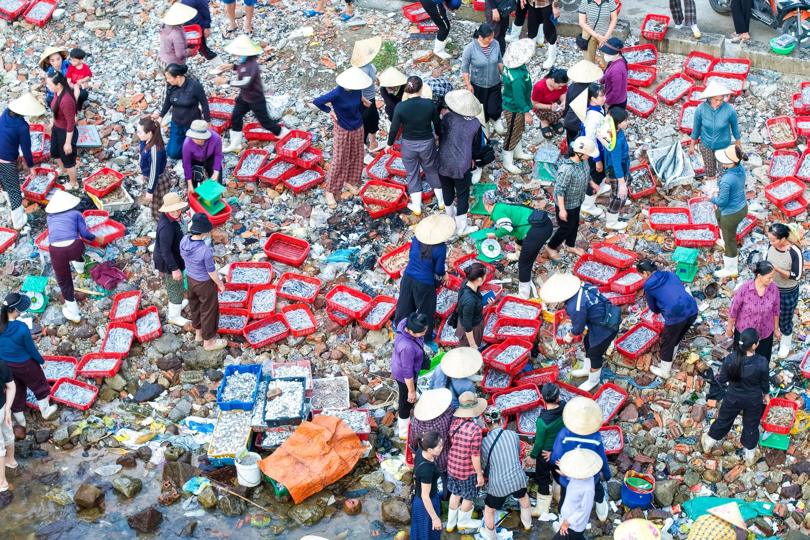 Chợ làng chài cách Hà Nội 3,5 giờ lái xe, hải sản tươi, mực từ 100.000 đồng/kg