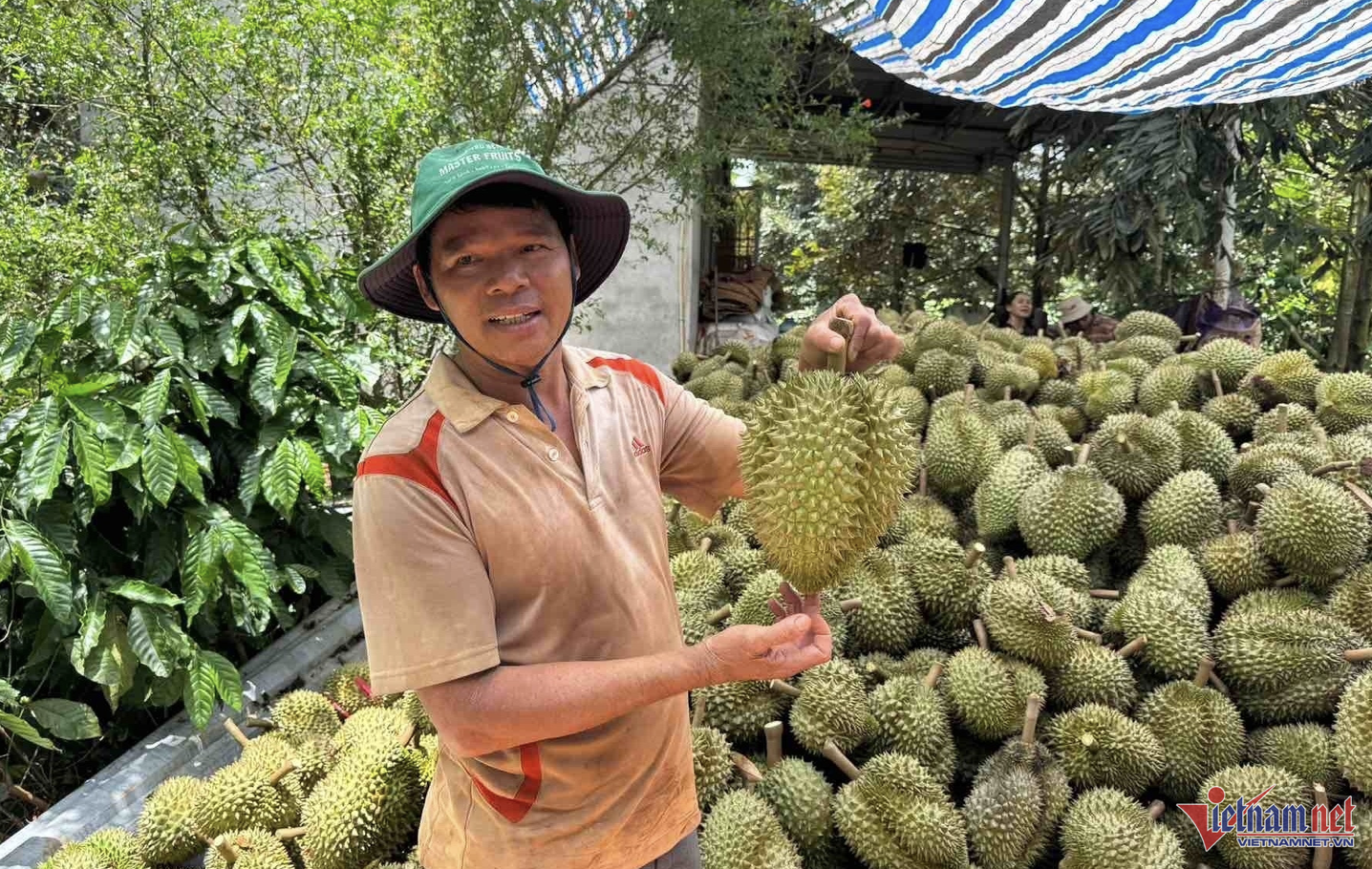 sau rieng