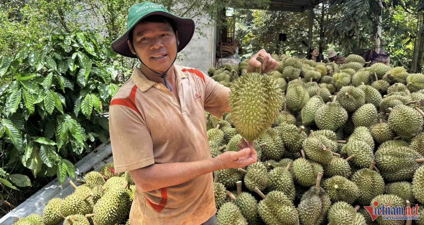 Trung Quốc nhập 1 triệu tấn sầu riêng, Thái Lan bỏ xa Việt Nam vì "hàng loại A"