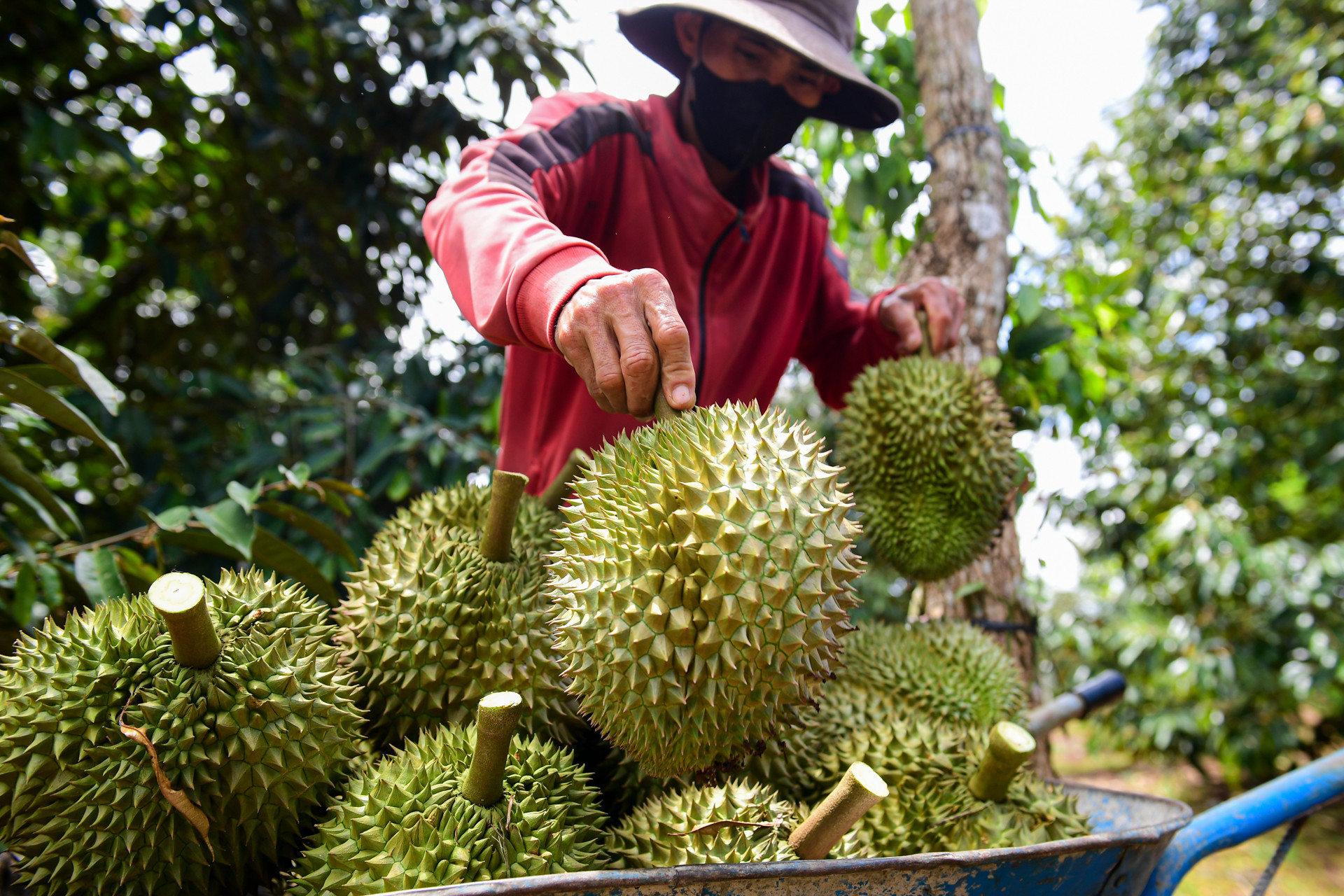 sau rieng.jpg