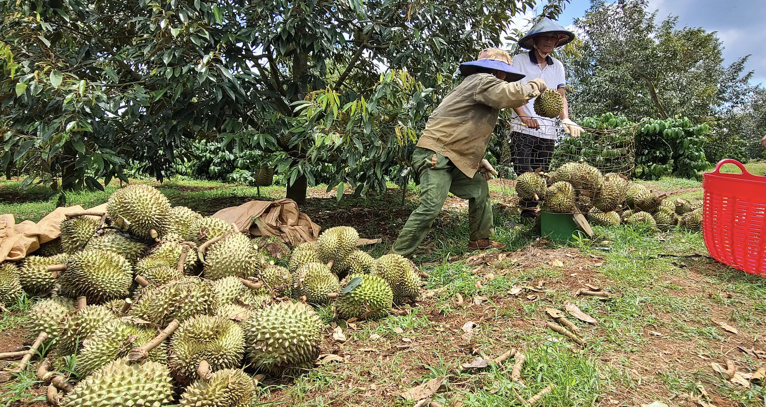 Sầu riêng Việt Nam "bùng nổ", đạt 2,08 triệu tấn: Báo động dư thừa, giá giảm