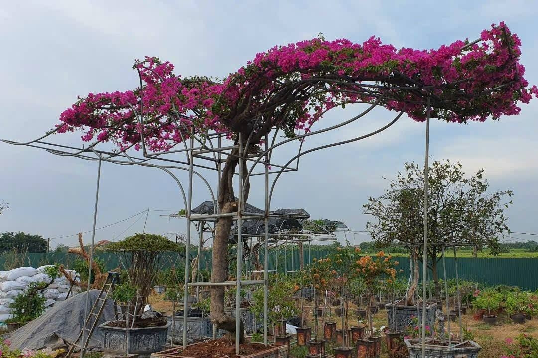 Hải Phòng giảm nghèo thông tin cho nông dân, mở rộng đầu ra cho nông sản