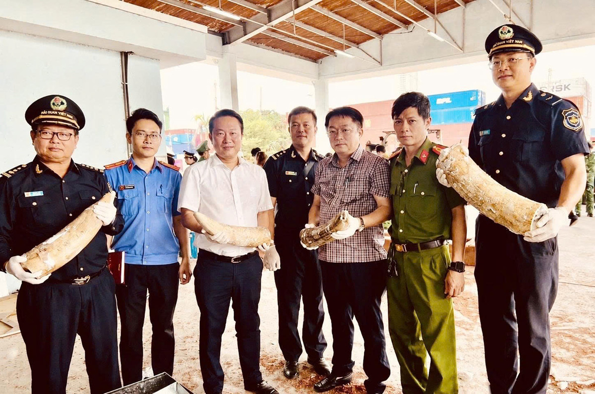 phat hien vu nhap lau nga voi lon nhat tu truoc den nay tai cang quy nhon 20260812173049.jpg
