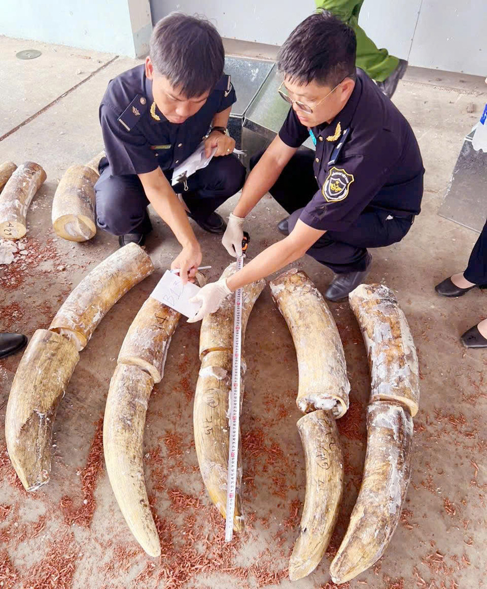 phat hien vu nhap lau nga voi lon nhat tu truoc den nay tai cang quy nhon 20260812173214.jpg
