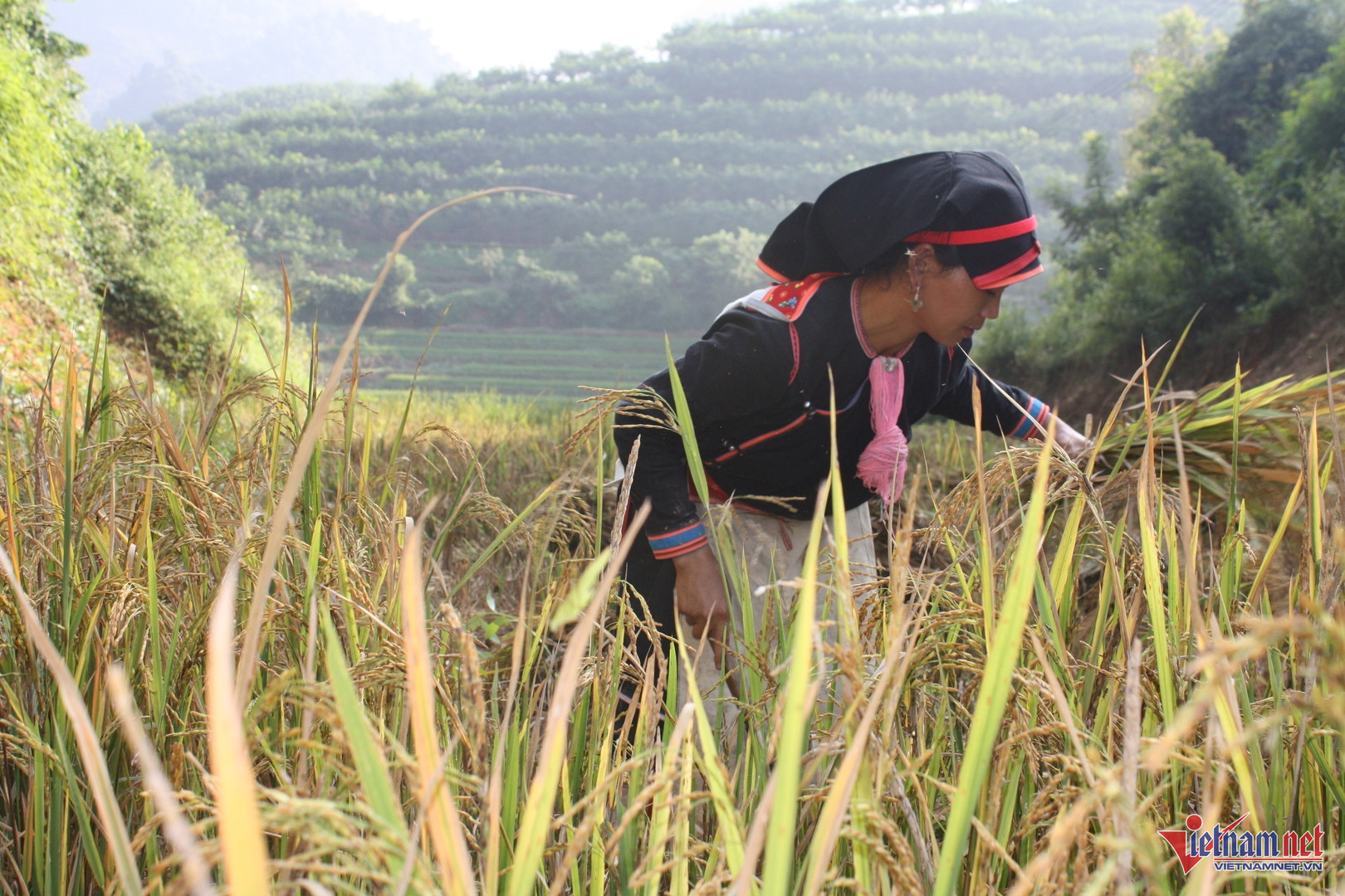 W-Thiếu thông tin về thị trường lao động là một trong những khó khăn trong đào tào nghề và giải quyết việc làm vùng DTTS và miên núi.jpg