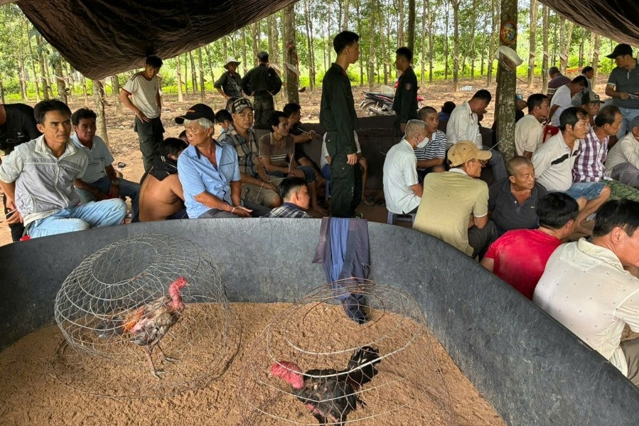 Cảnh sát đột kích sới gà ẩn náu trong vườn cao su, 40 người không kịp trở tay