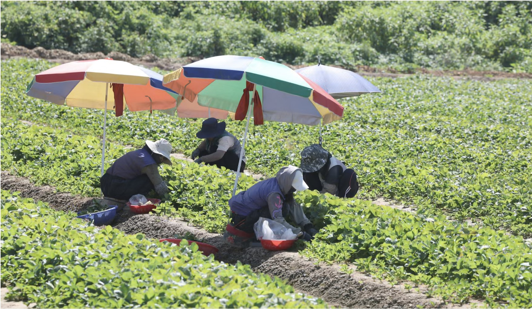 Nông dân Hàn Quốc. Ảnh: Yonhap/EPA