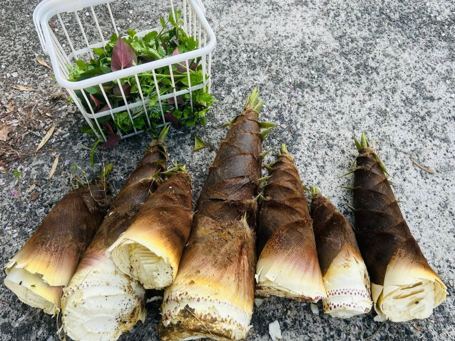 https://static-images.vnncdn.net/vps_images_publish/000001/000003/2026/8/13/vo-chong-viet-roi-pho-ve-ngoai-o-nhat-mua-nha-cu-6-2040.jpg