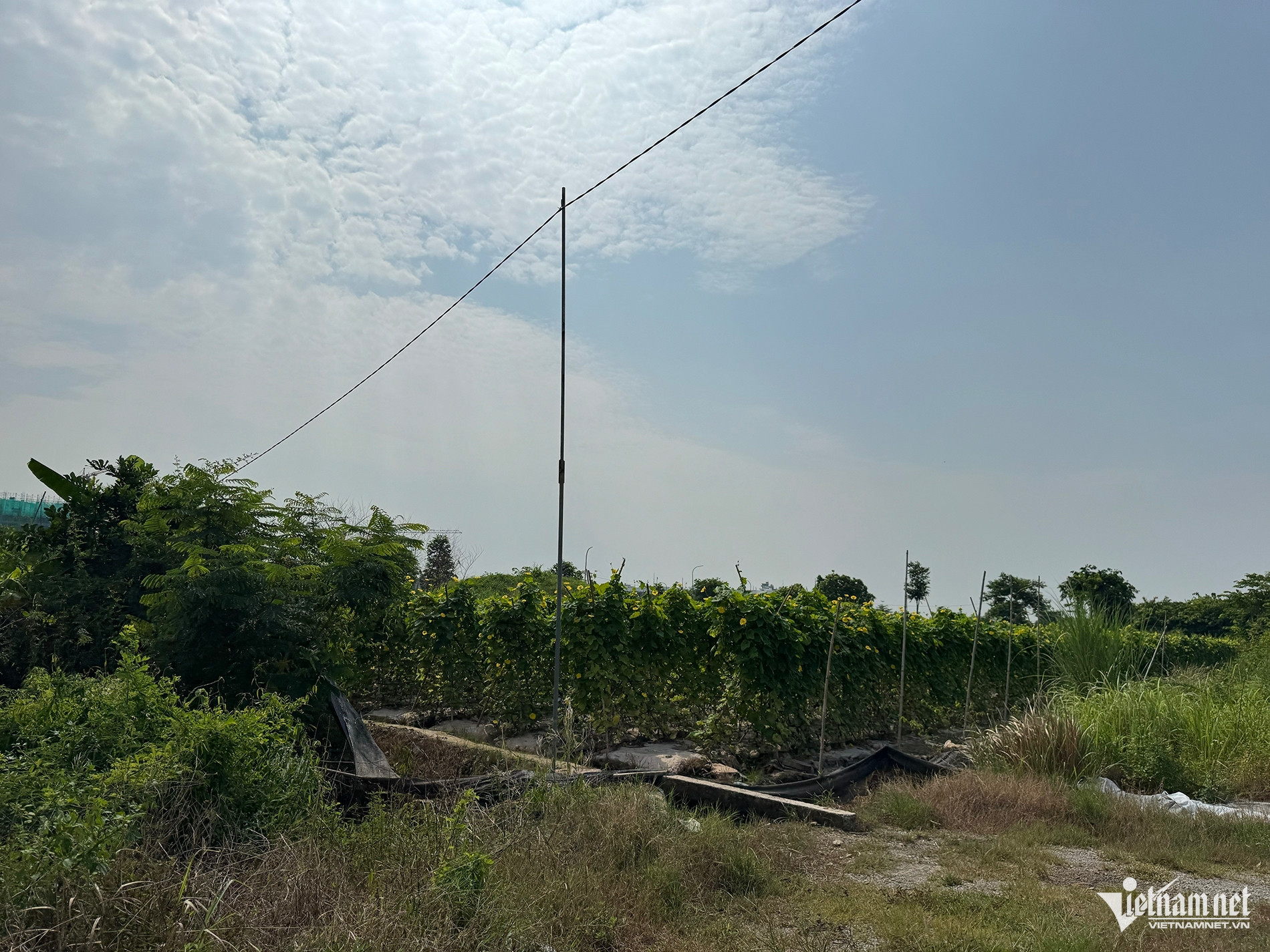 W-trong rau 2795.jpg