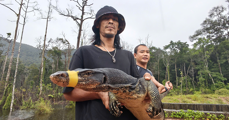 Đang làm việc trong nhà hàng, người đàn ông bất ngờ phát hiện kỳ đà hoa dài 2m