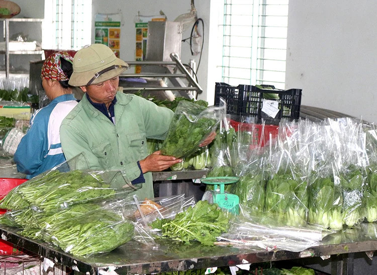 HTX hoạt động trong lĩnh vực nông nghiệp đang thu hút đông đảo lực lượng lao động Vùng DTTS và miên núi