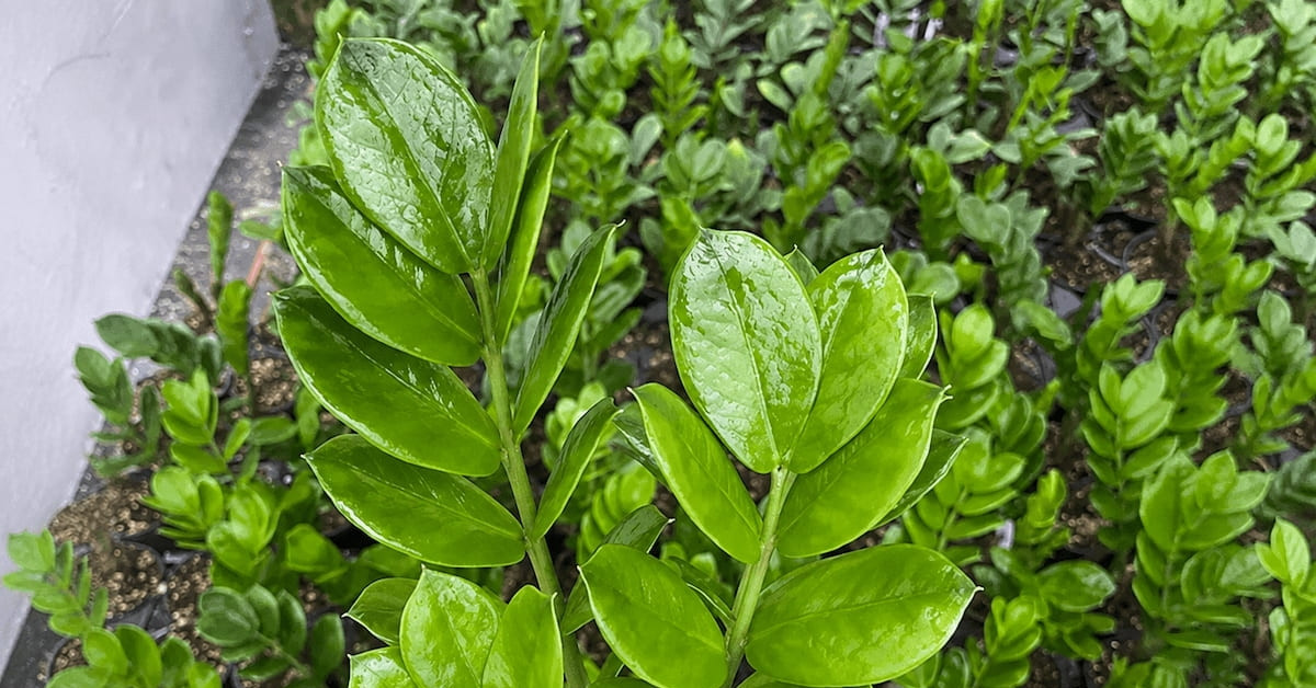 Lá cây kim tiền chuyển vàng là dấu hiệu gì?
