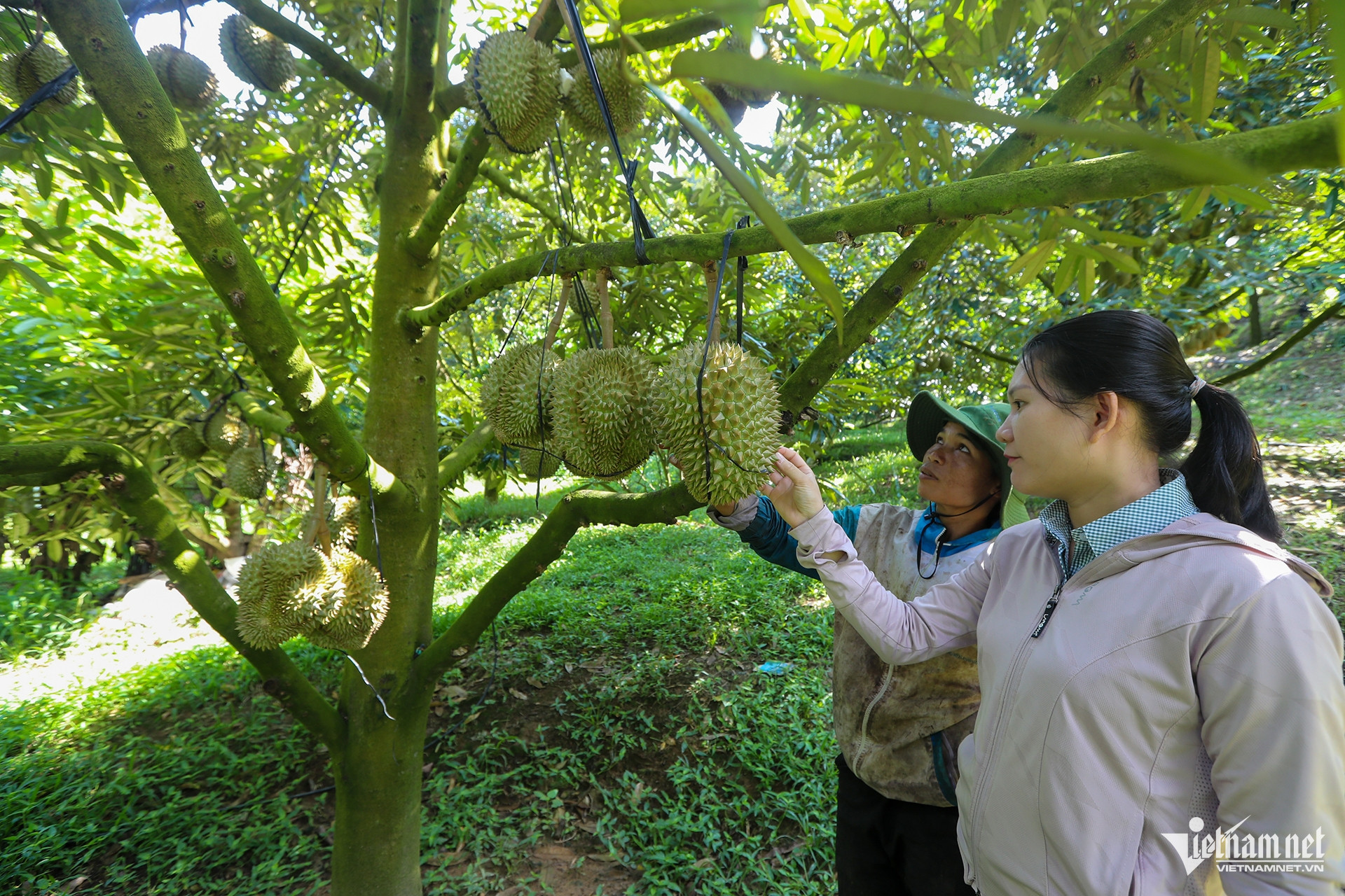 W-Sau Rieng IMG_6763.jpg