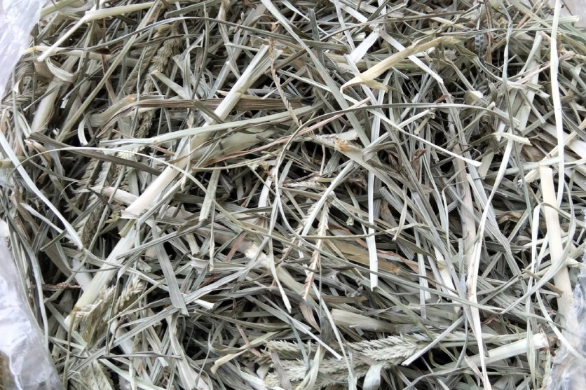 cỏ mần trầu.png