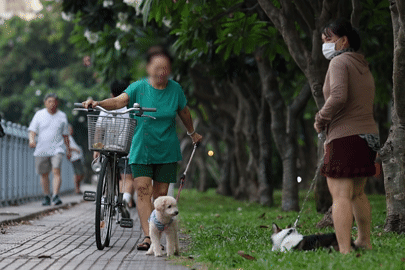 Phạt đến 2 triệu đồng nhưng chó thả rông, không rọ mõm vẫn xuất hiện ở TPHCM