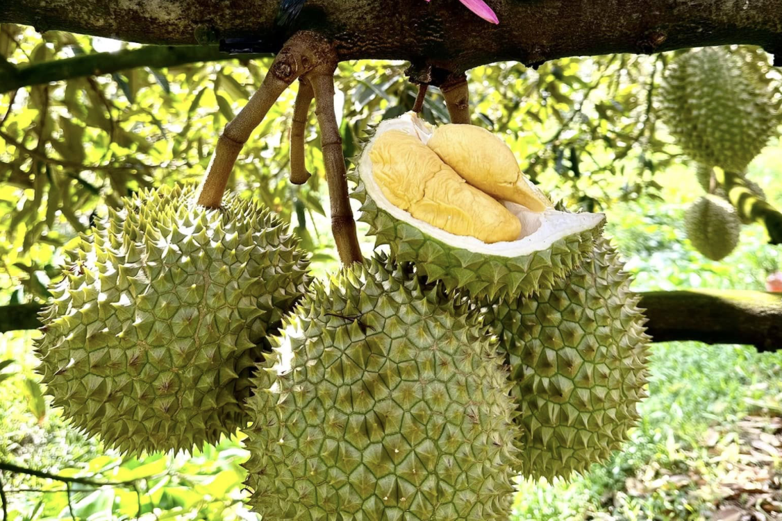 Sầu riêng Đắk Lắk trước cơ hội tỷ USD: Làm lớn phải tính đường dài