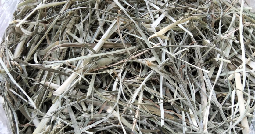 Thứ cỏ mọc dại bị nhổ bỏ là vị thuốc quý trong Đông y