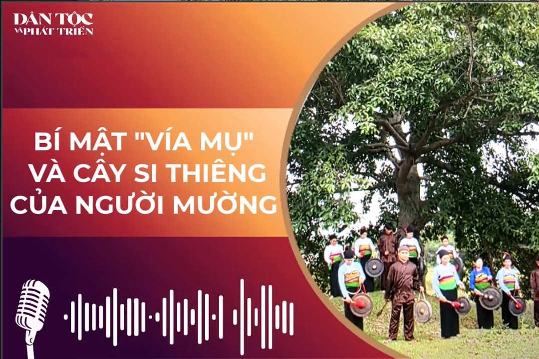  Bí mật Vía Mụ và cây si thiêng của người Mường  episode artwork