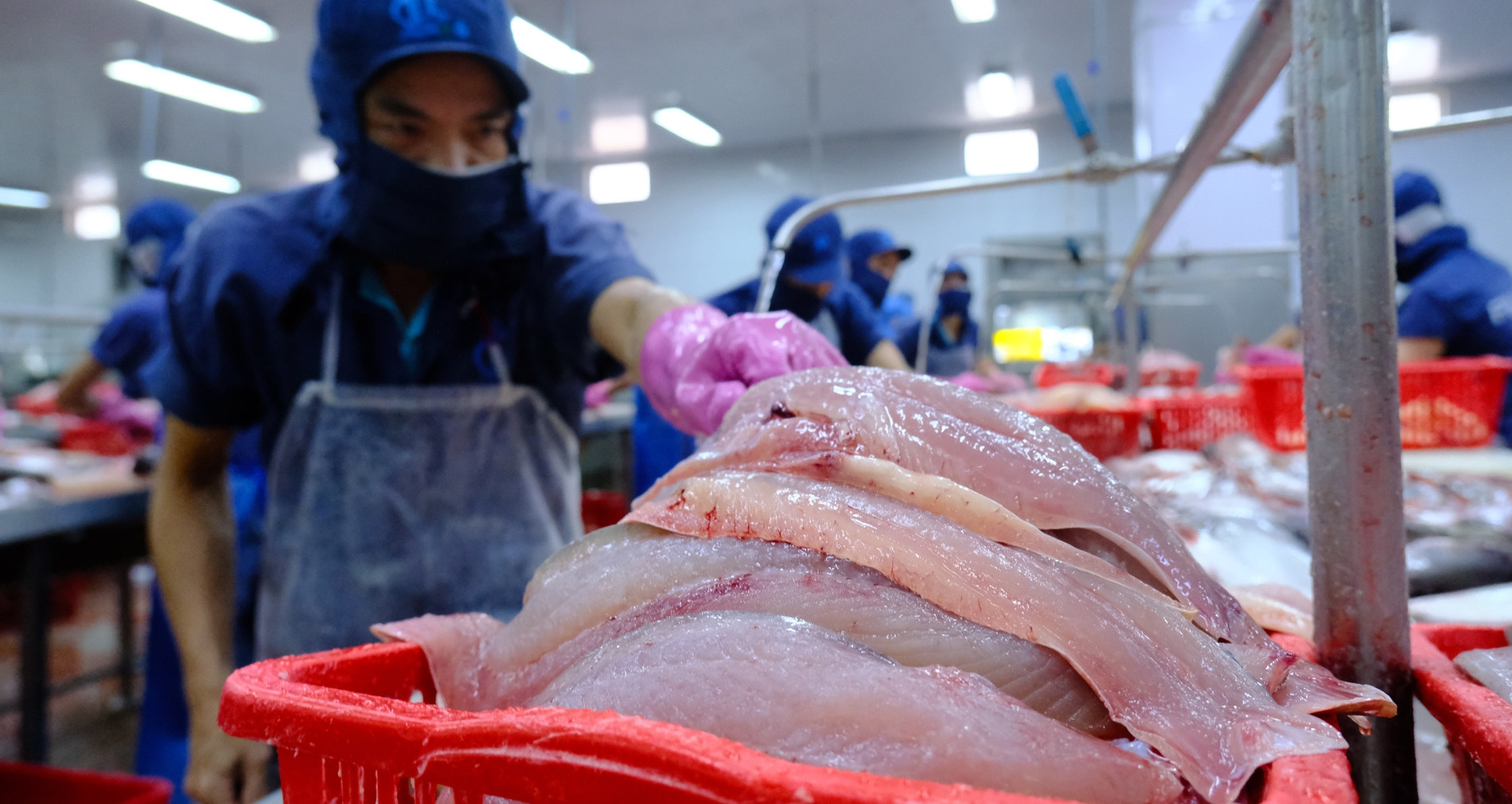 Cá tra tỷ USD của Việt Nam gặp khó tại Mỹ, tăng tốc ở thị trường Trung Quốc