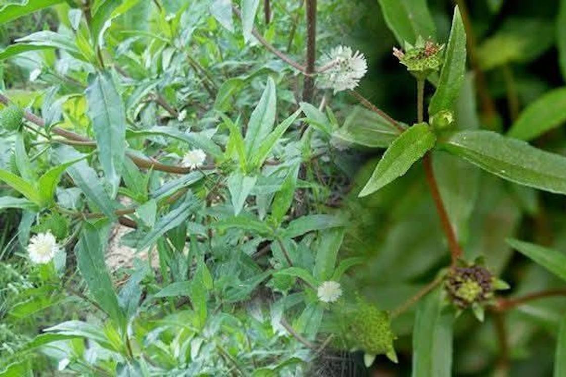 8 loại cỏ mọc ven đường là cây thuốc quý