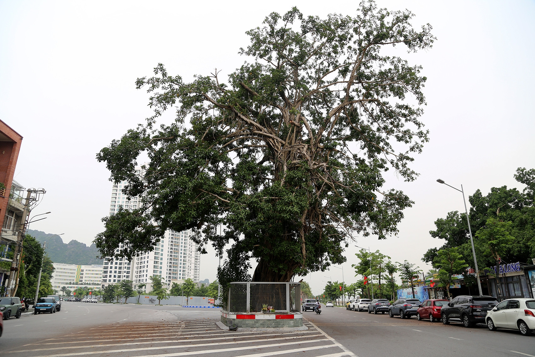 Lý do cây đa trăm tuổi đứng giữa đường bao biển đẹp nhất Quảng Ninh