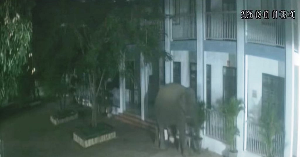 Voi rừng phá tường rào, xông vào khuôn viên trường học ở Sơn La