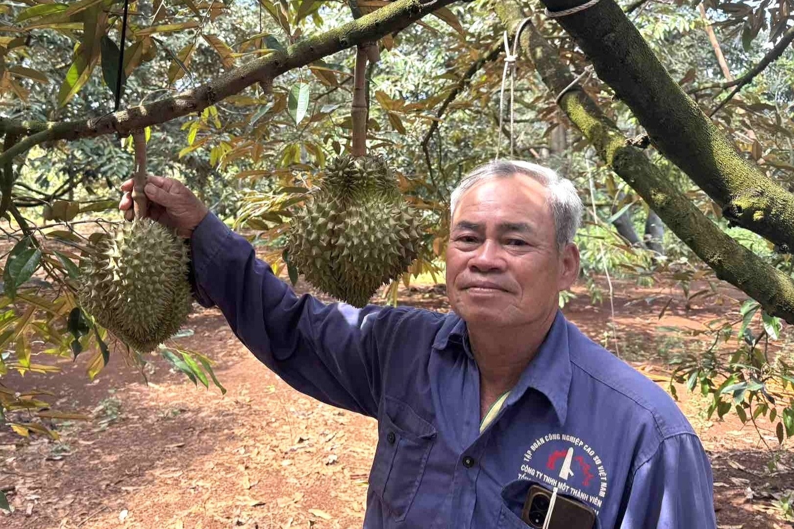 Trung Quốc phê duyệt 140 mã số vùng trồng, 31 mã đóng gói cho sầu riêng Đắk Lắk