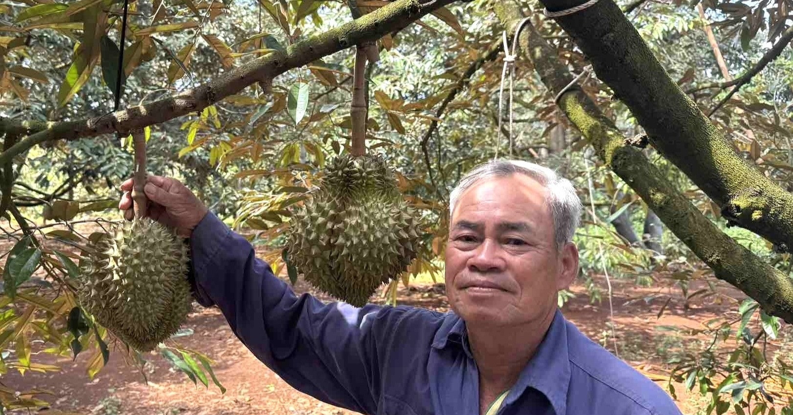 Trung Quốc phê duyệt 140 mã số vùng trồng, 31 mã đóng gói cho sầu riêng Đắk Lắk