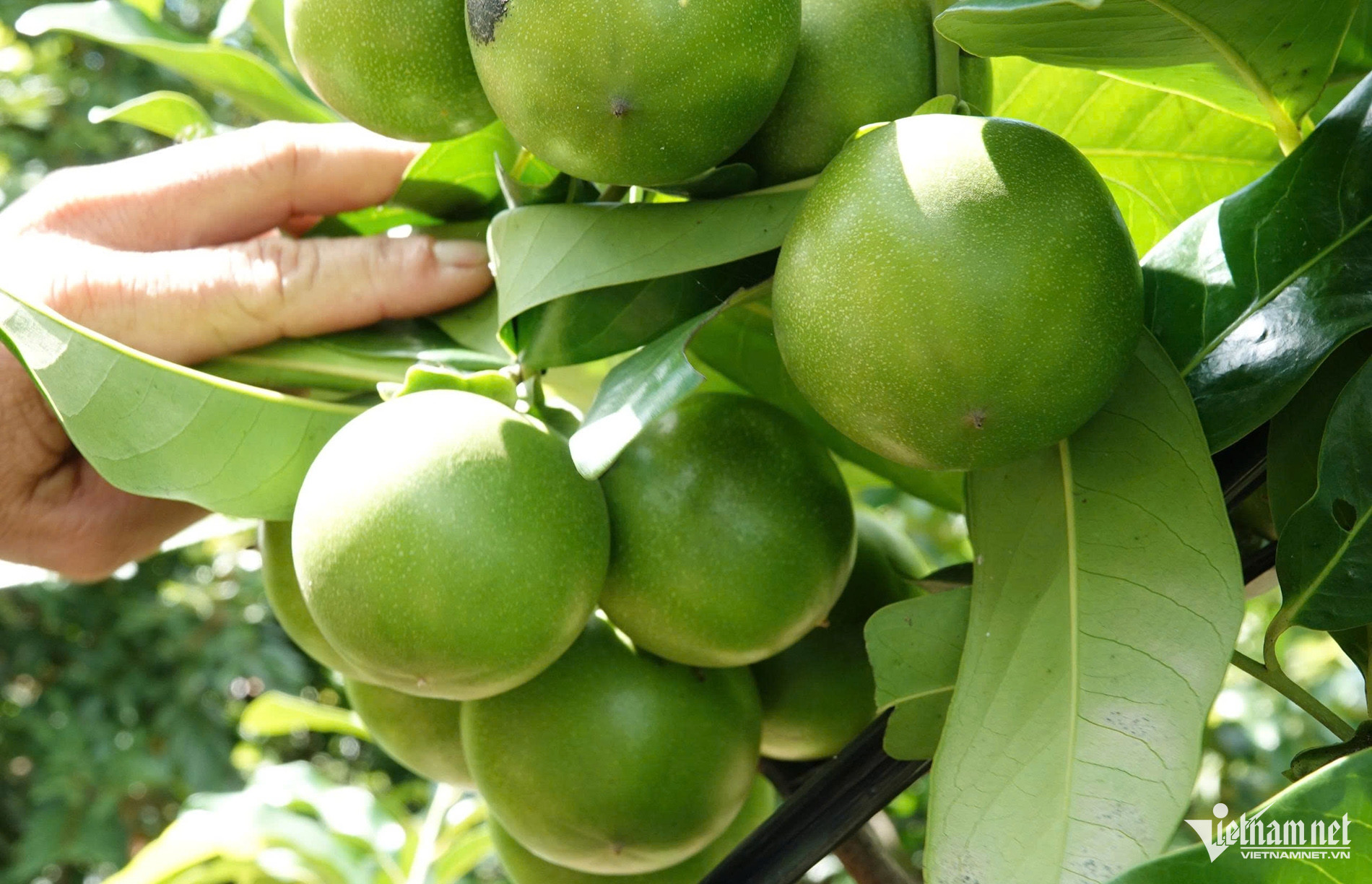 W-Hồng soolca23.jpg