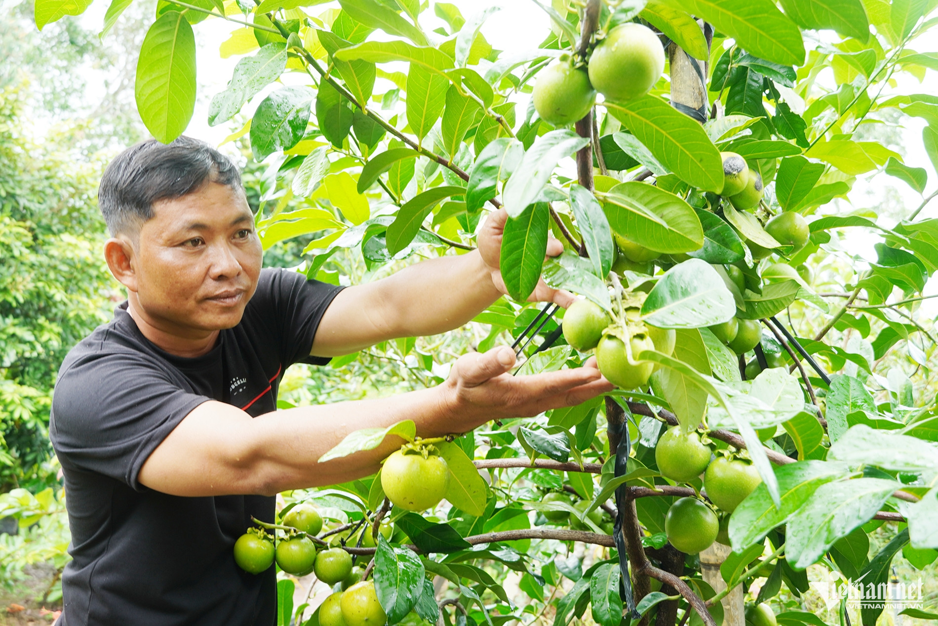 W-Hồng Vườn.jpg
