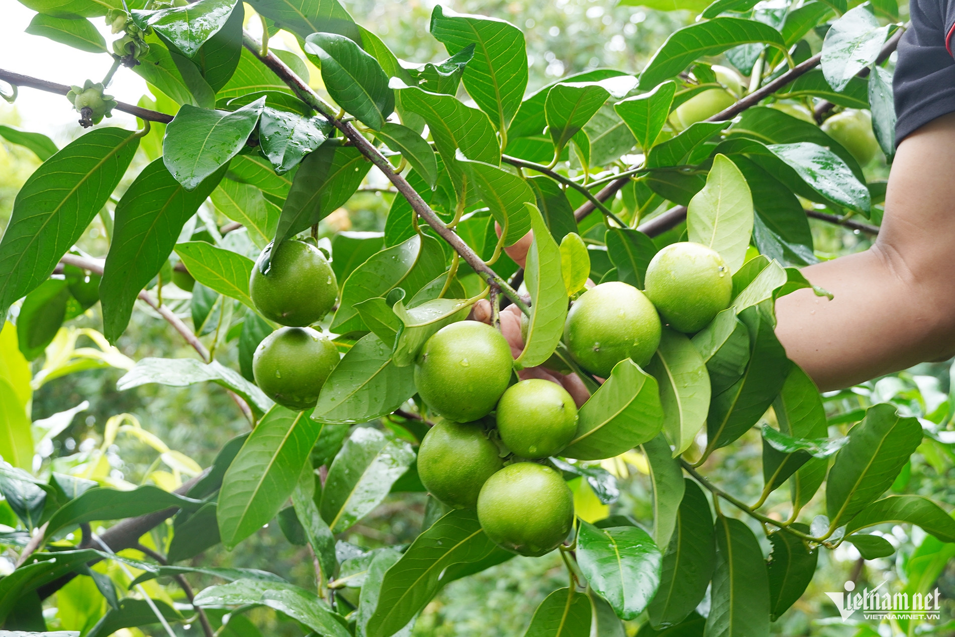 W-Vườn hồng 4.jpg