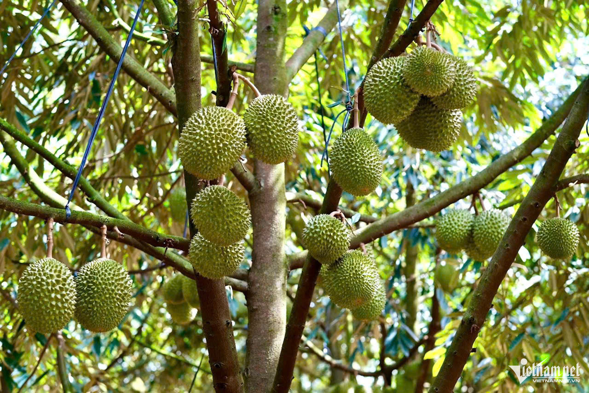 W-xuat khau rau qua.jpg