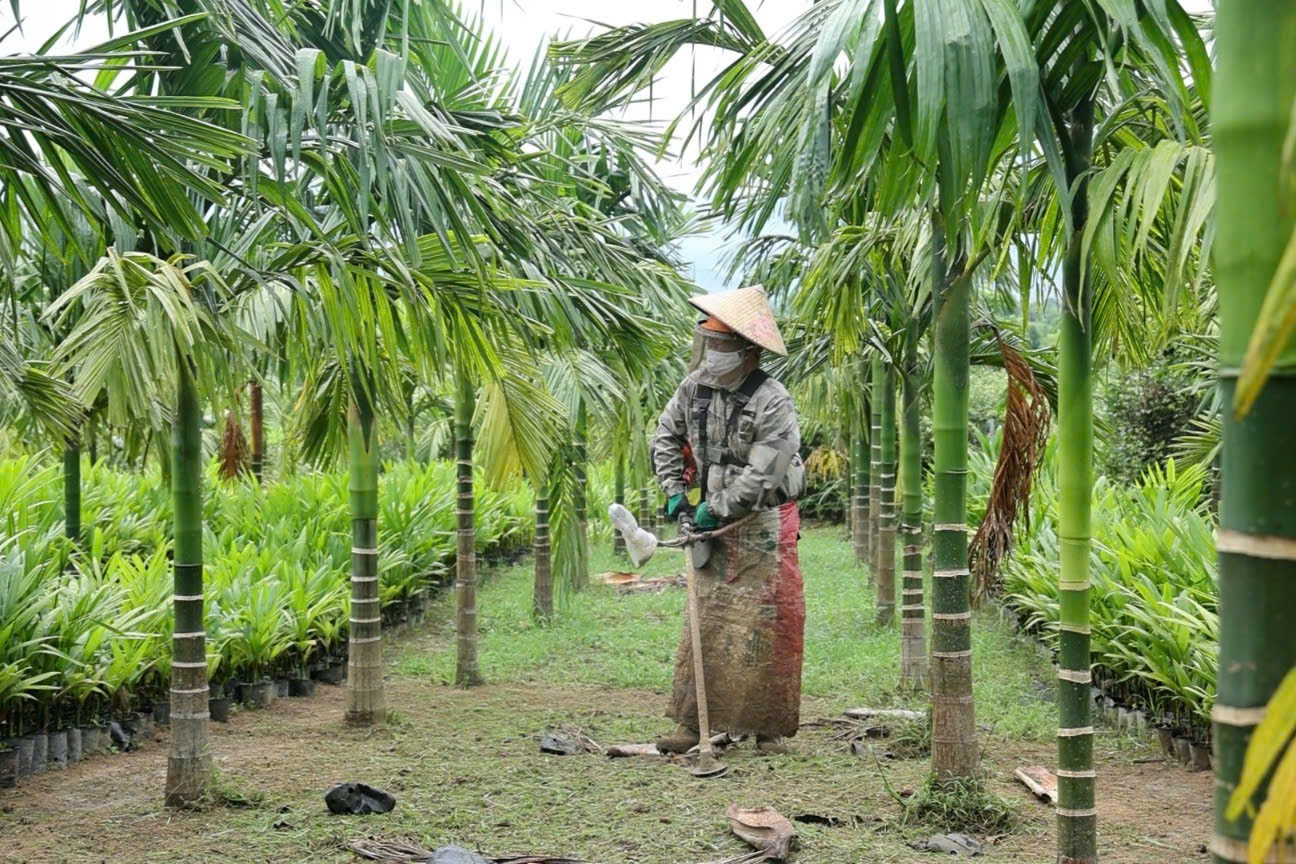 Gà 13.000 con, vườn cau 3 vạn cây và chuyện người Sán Chỉ đổi đời